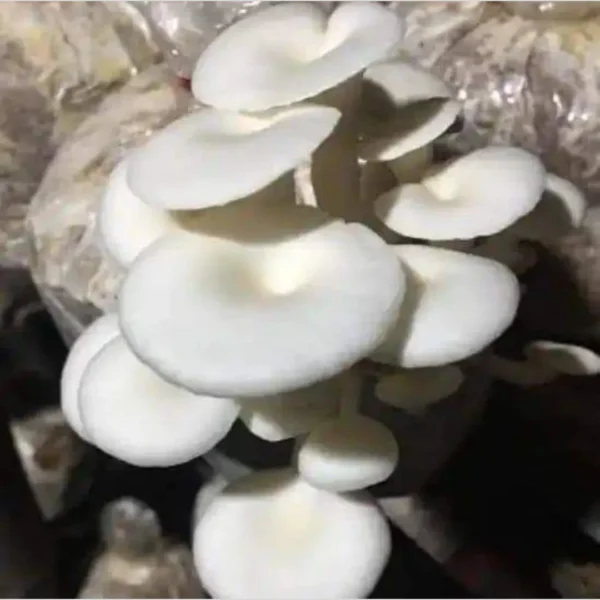 Button mushroom (2)
