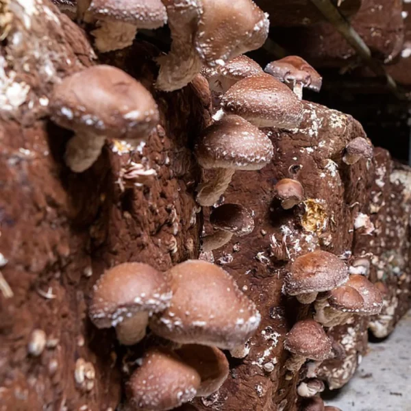 Button mushroom (3)