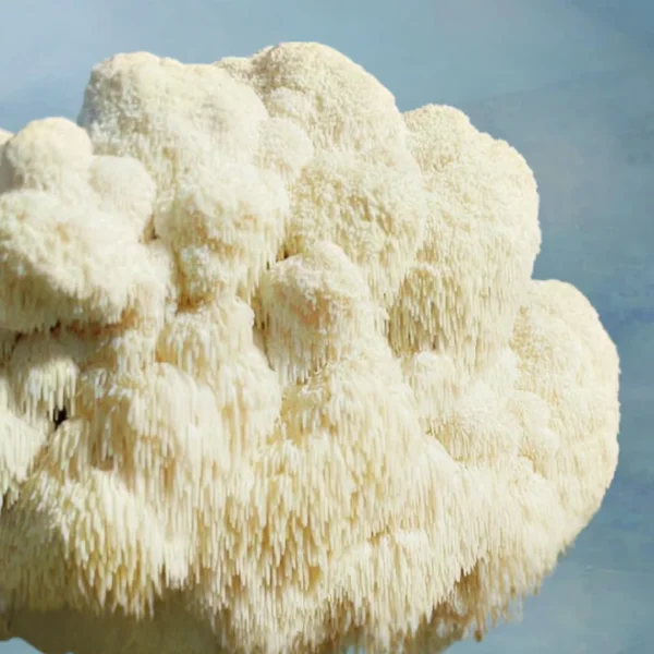 Milky Mushroom