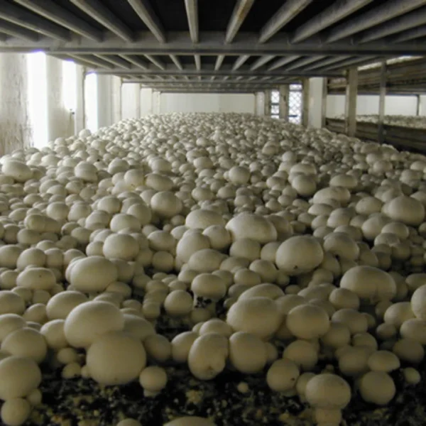 Mushroom