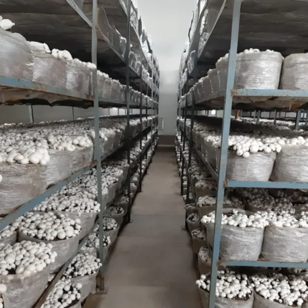 Mushroom packing (2)