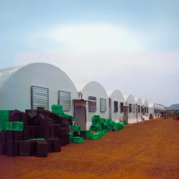 Mushroom processing2