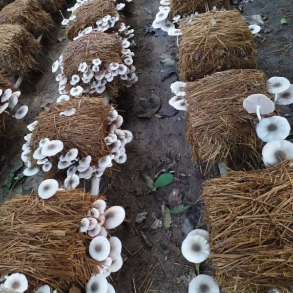 Oyster Mushroom (3)