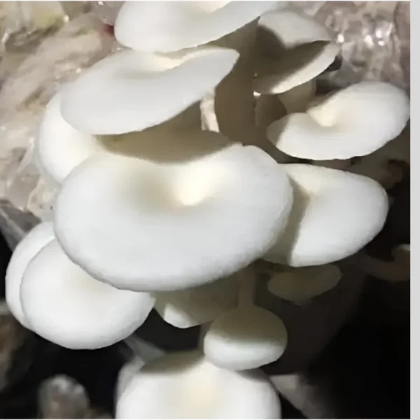 Oyster Mushroom