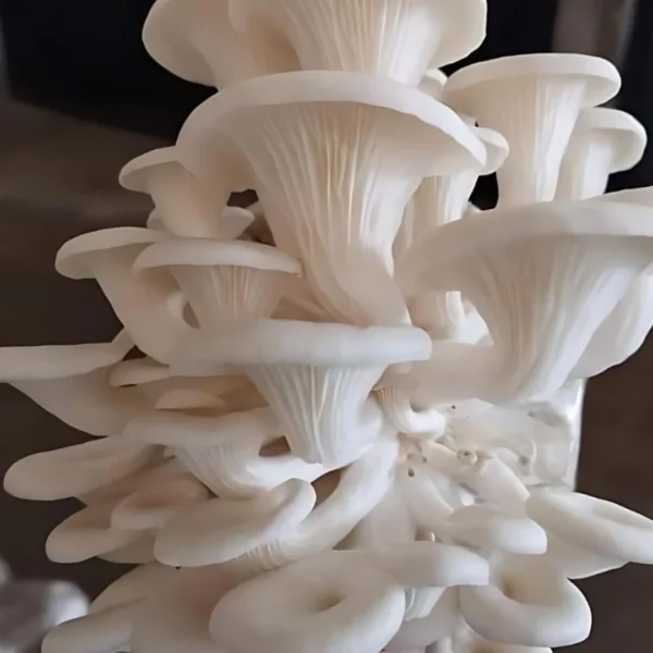 Paddy straw mushroom 2