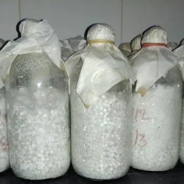 Paddy straw mushroom (2)