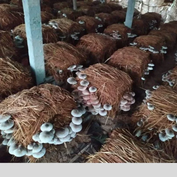 Paddy straw mushroom