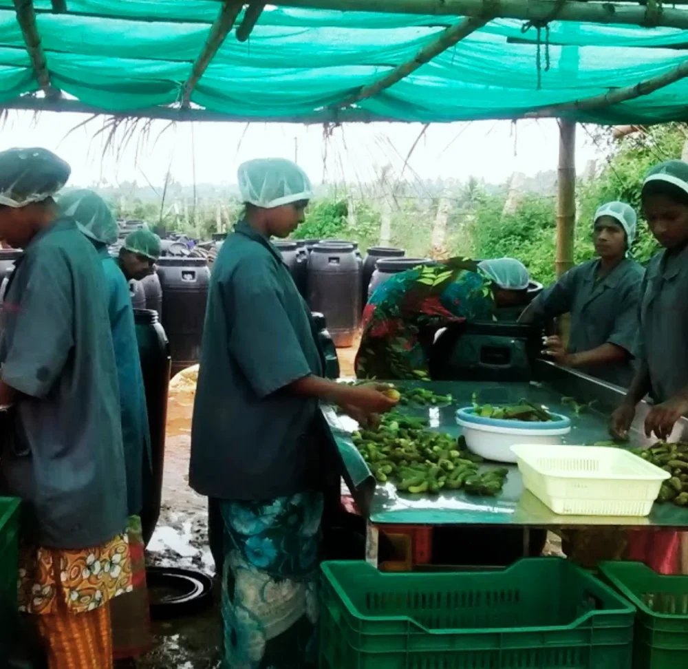 Farmers participating in CSR-supported agriculture project