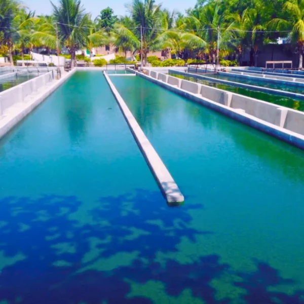 Spirulina pond