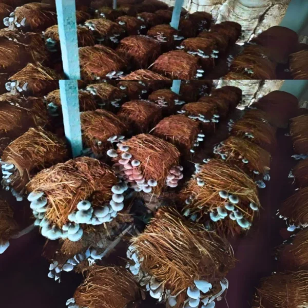 shitake mushroom 2