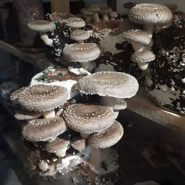 shitake mushroom