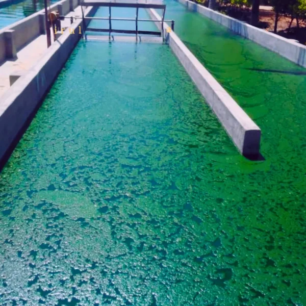 spirulina pond 2