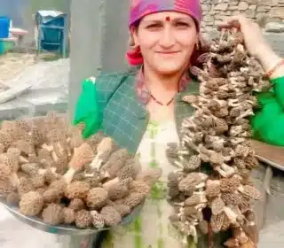 Nature grown Morel