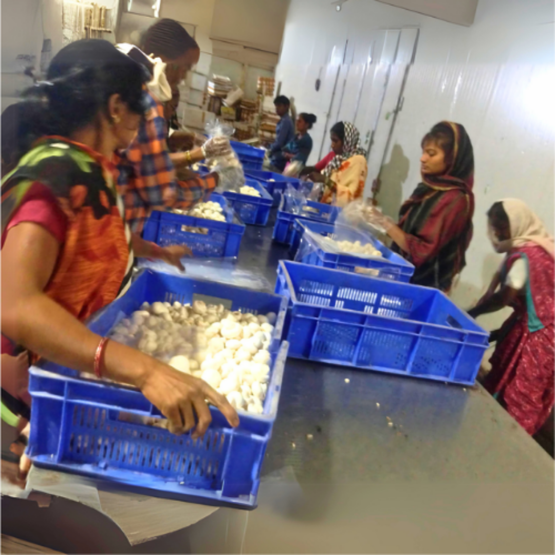 Women learning mushroom farming under training program