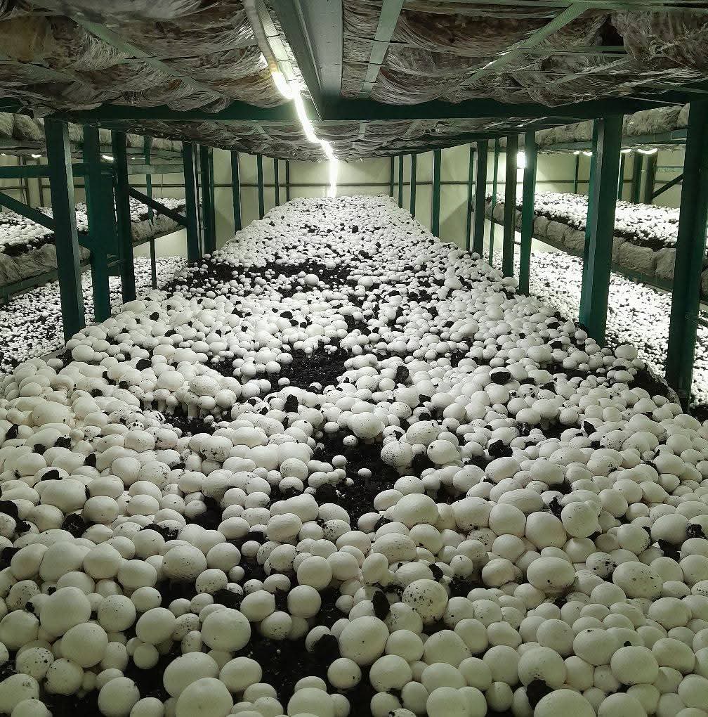 Cold storage facility for preserving fresh mushrooms
