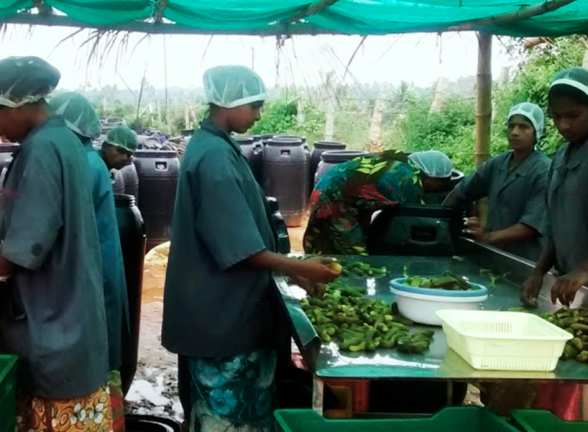 Agribusiness Consultancy and Project Development Services