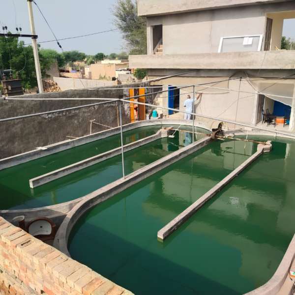Spirulina cultivation system and spirulina powder production