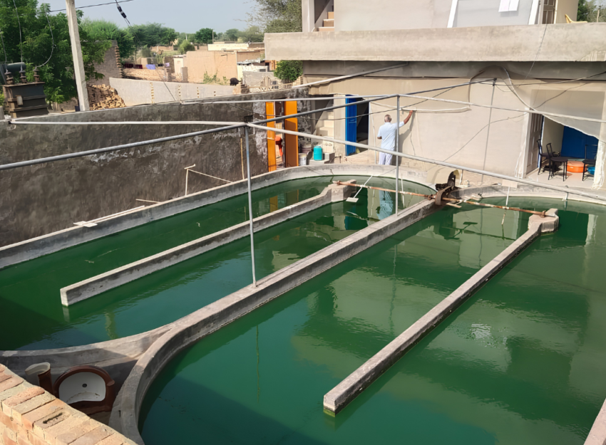 Spirulina cultivation system and spirulina powder production