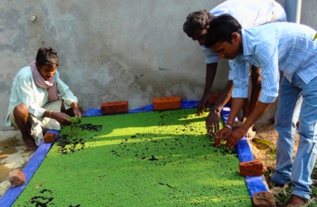 Spirulina consultancy, DPR preparation, technology transfer, training, processing, value addition, and turnkey project development services