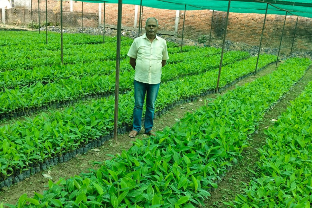 Tissue culture enterprises, commercial nurseries, banana propagation, bamboo planting material, biotechnology startups, and nursery development opportunities