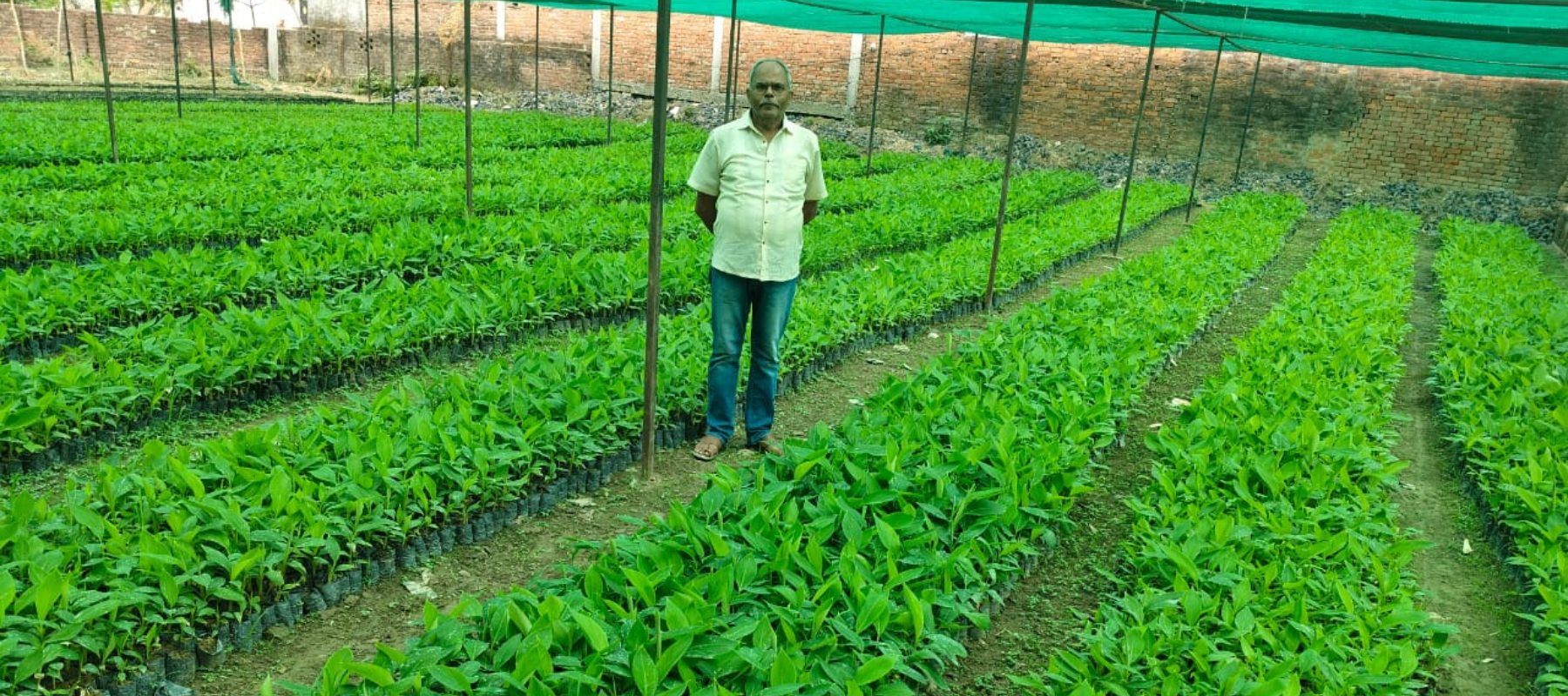 Tissue culture laboratories, banana propagation, bamboo planting material, commercial nurseries, medicinal plants, biotechnology startups, and plantation development opportunities