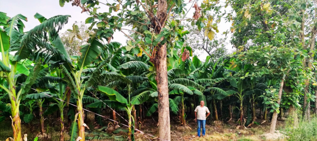 Tissue culture consultancy, laboratory planning, banana tissue culture, bamboo propagation, nursery development, technology transfer, and plant biotechnology enterprise services