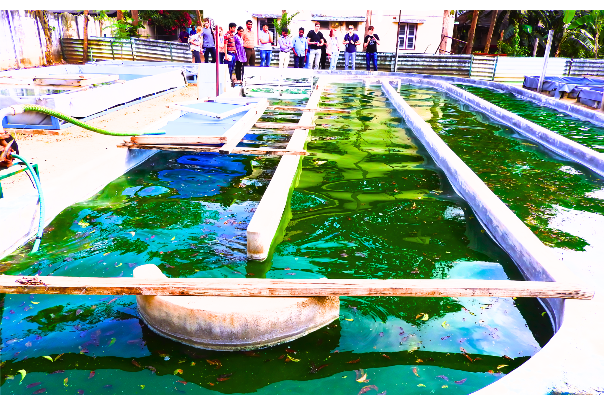 Commercial Spirulina cultivation tanks, Spirulina powder, tablets, and nutraceutical products demonstrating sustainable nutrition and business opportunities