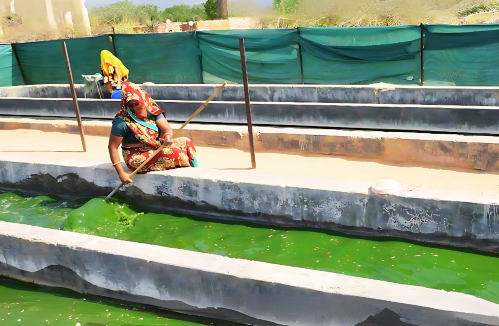 Spirulina projects for FPOs, SHGs, startups, nutrition programs, and rural enterprise development supported through institutional and government initiatives