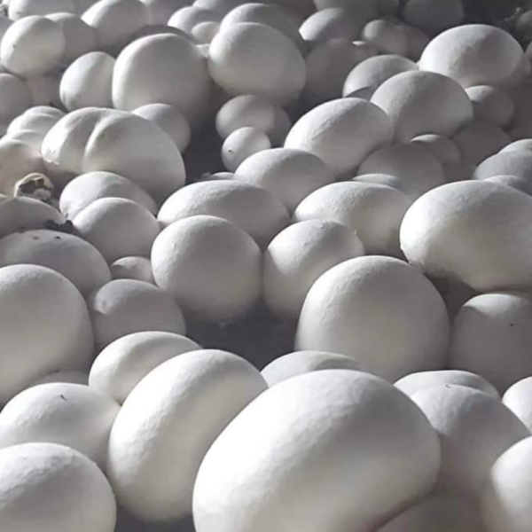 Commercial mushroom cultivation facility and mushroom spawn laboratory technology