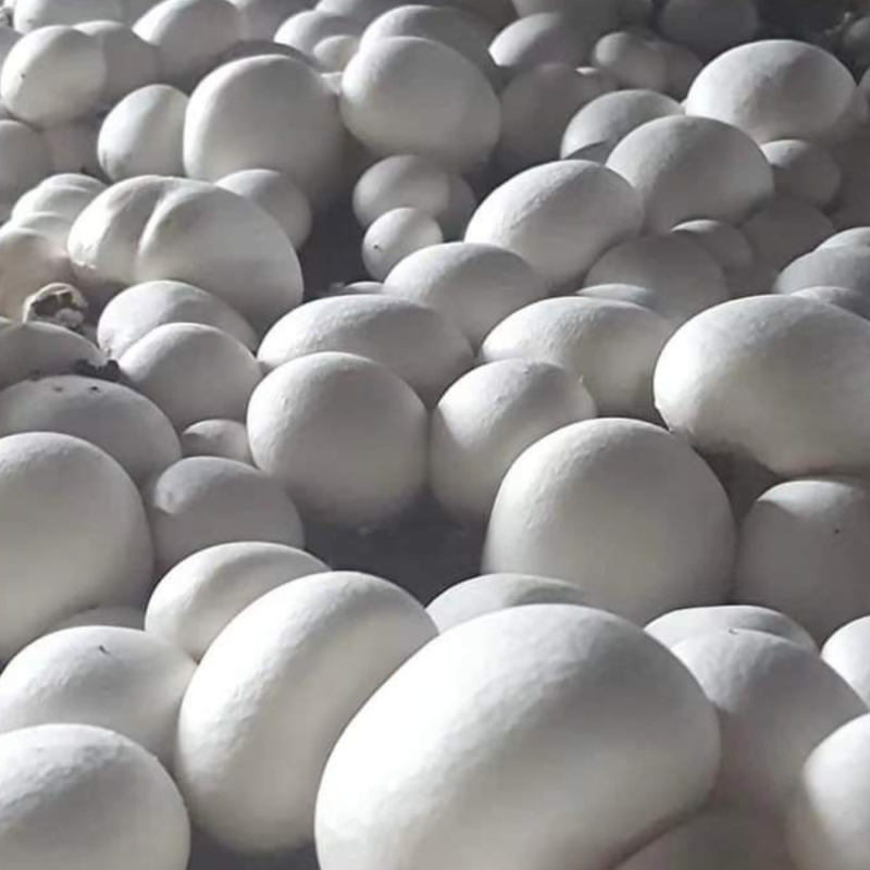 Commercial mushroom cultivation facility and mushroom spawn laboratory technology