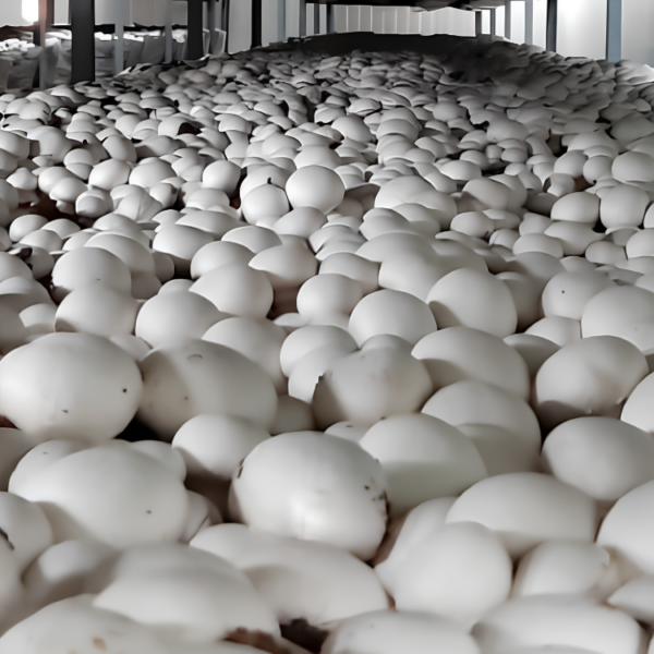Commercial mushroom cultivation facility and mushroom spawn laboratory setup