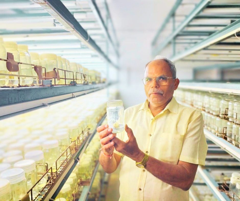 Tissue culture laboratory, commercial nurseries, banana tissue culture, bamboo propagation, biotechnology startups, plantation projects, and commercial plant production enterprises