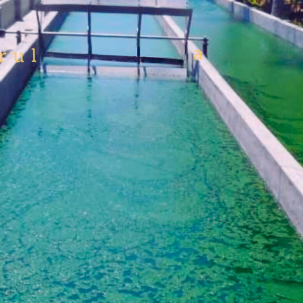 Commercial Spirulina cultivation and processing for nutraceuticals, functional foods, sustainable nutrition, and health product enterprises