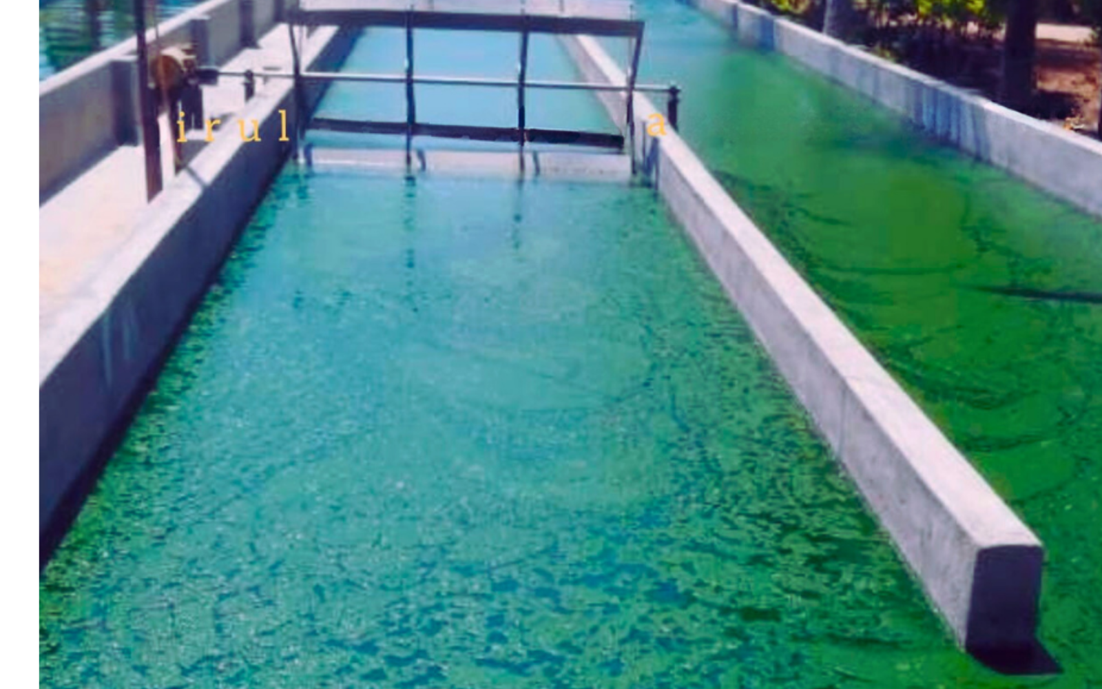 Commercial Spirulina cultivation and processing for nutraceuticals, functional foods, sustainable nutrition, and health product enterprises