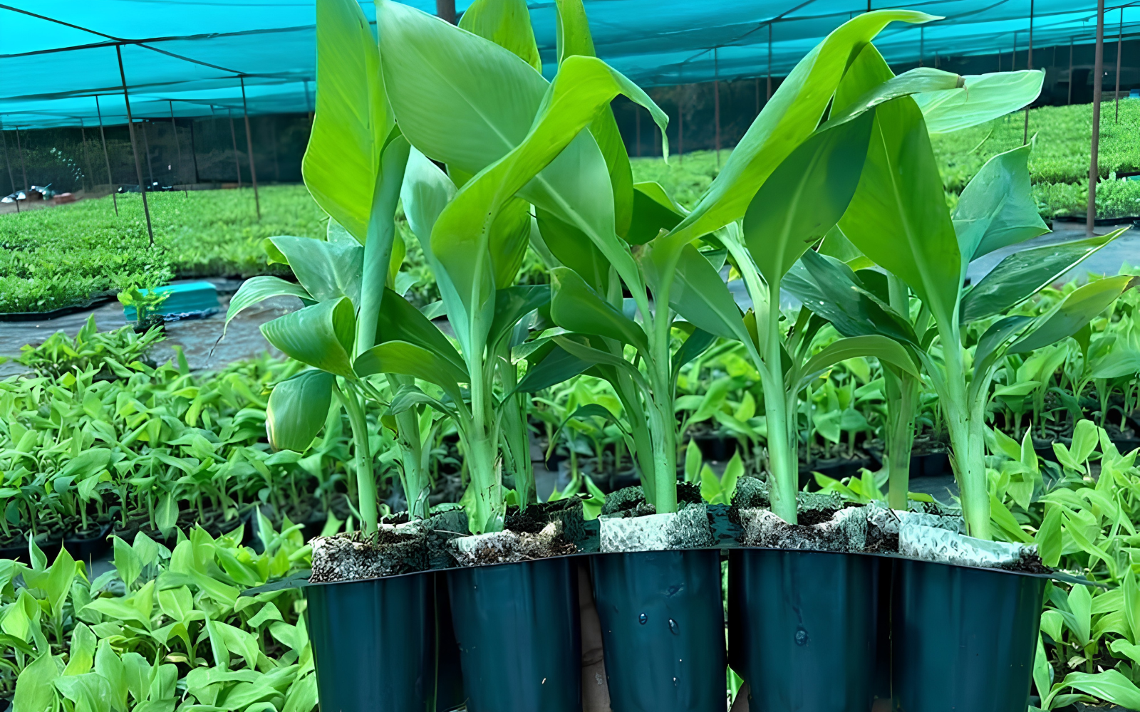 Plant tissue culture laboratory, banana tissue culture, bamboo micropropagation, plant biotechnology, commercial nursery development, and elite planting material production