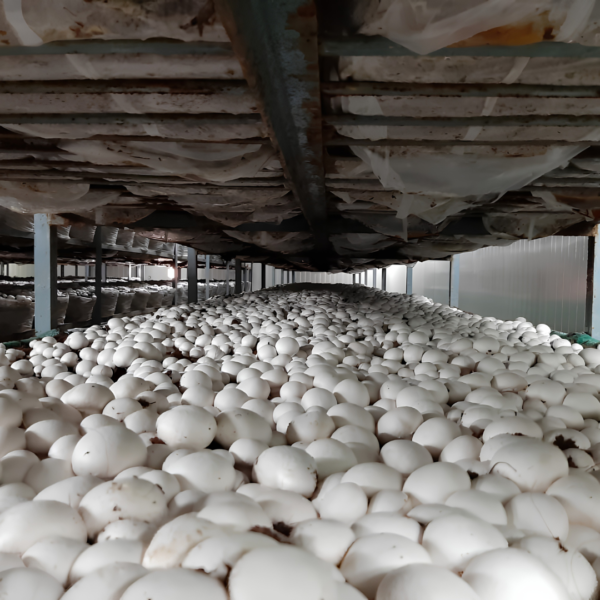 Commercial mushroom cultivation facility and mushroom spawn laboratory setup