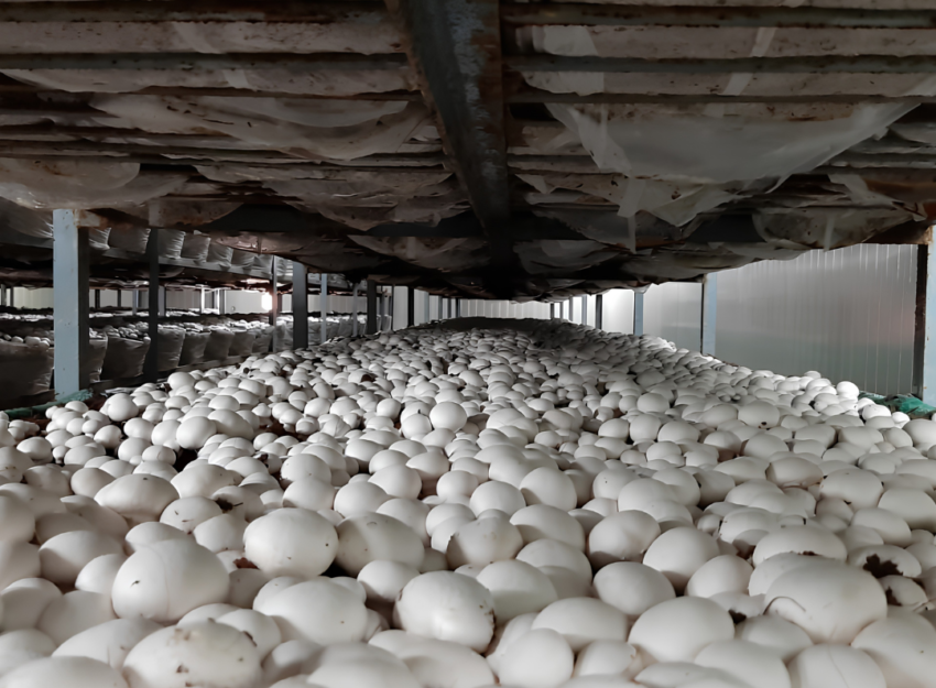 Commercial mushroom cultivation facility and mushroom spawn laboratory setup