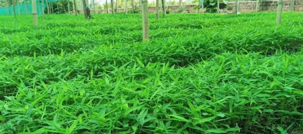 Tissue culture consultancy, plant biotechnology projects, banana tissue culture, bamboo propagation, laboratory planning, nursery development, and technology transfer services