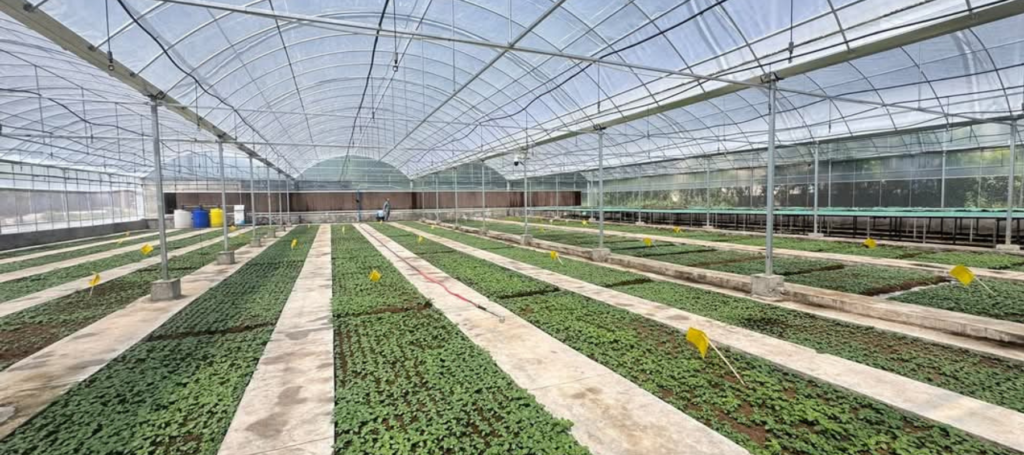 Tissue culture projects, commercial nurseries, bamboo development, banana propagation, horticulture missions, agroforestry programs, and planting material enterprises