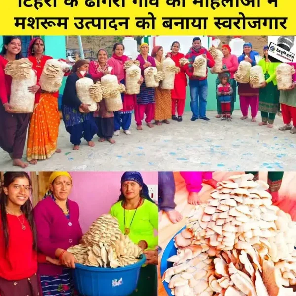 Oyster Mushroom taining